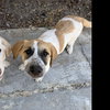 Daisy - Photo 5