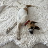 Daisy - Photo 6