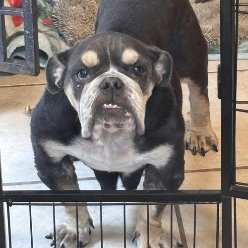 picture of the dog needing adoption