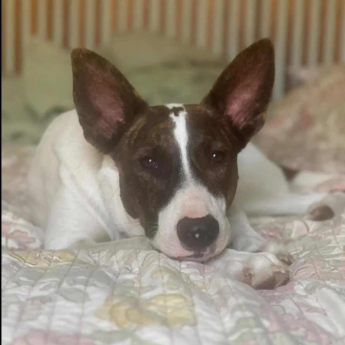 Cedar - Australian Cattle Dog/Blue Heeler