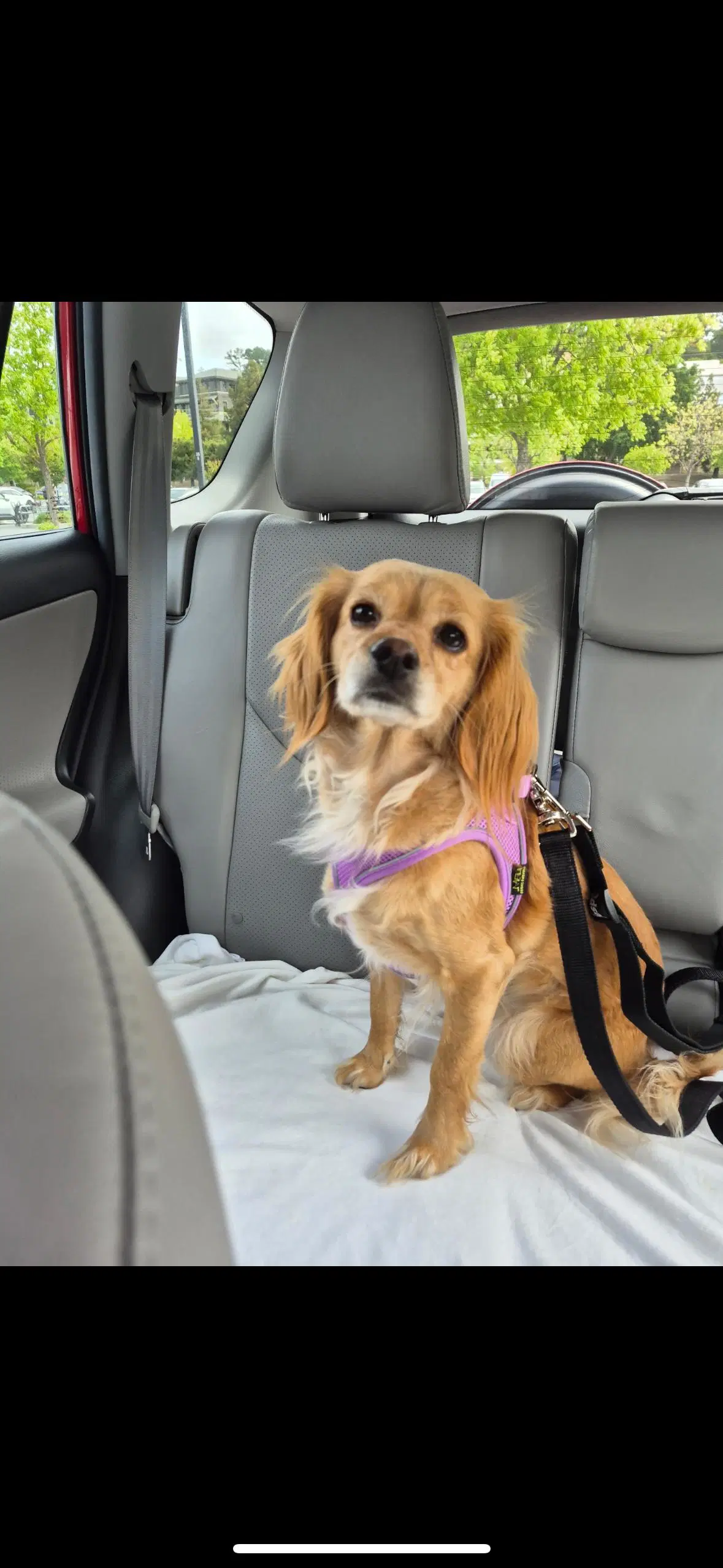 Bella - Cocker Spaniel