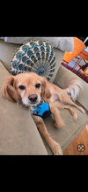 Bella - Photo 2