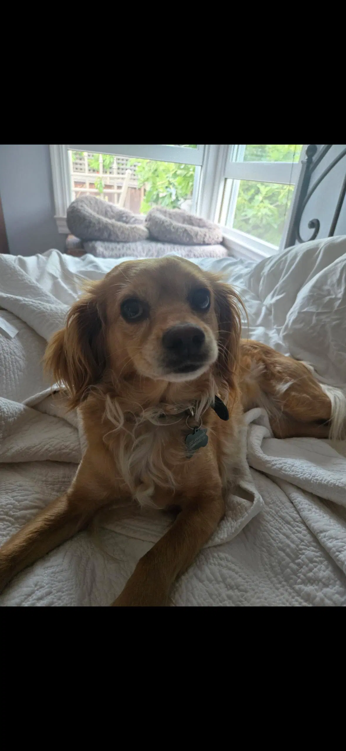 Bella image 3
