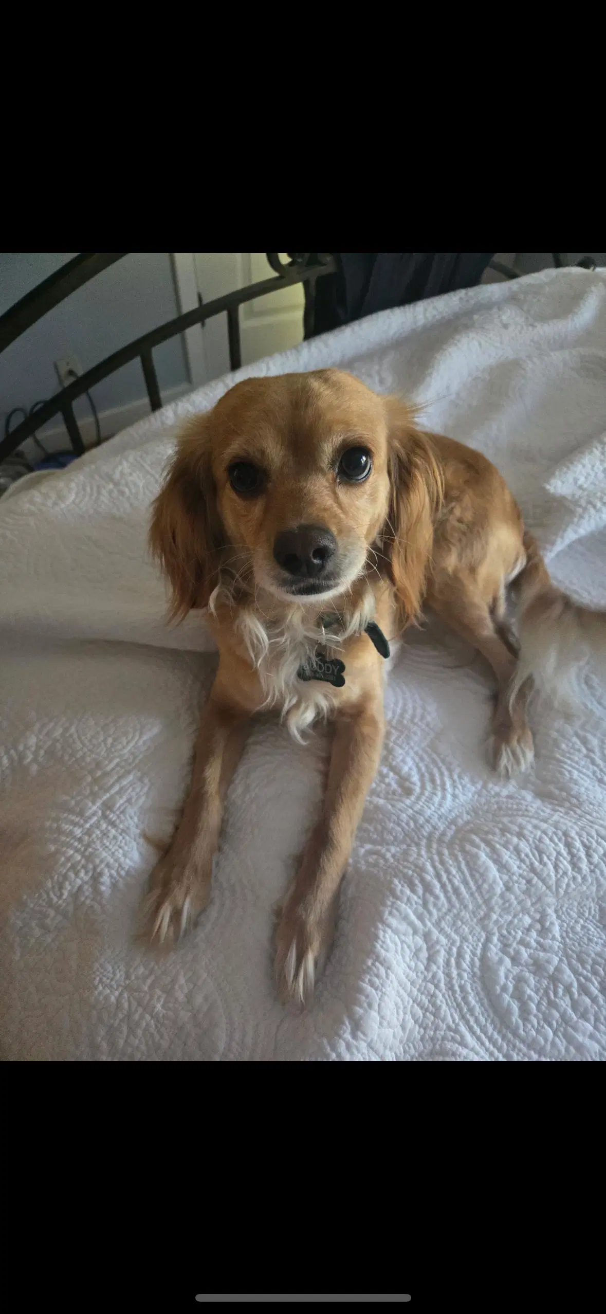 Bella image 4