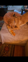 Bella - Photo 5