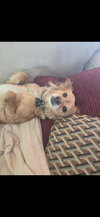 Bella - Photo 6