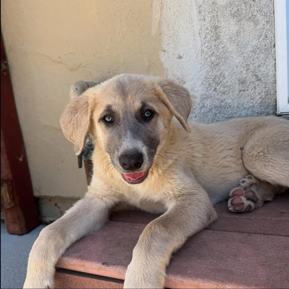 Athena - Great Pyrenees