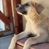 Athena - Photo 3