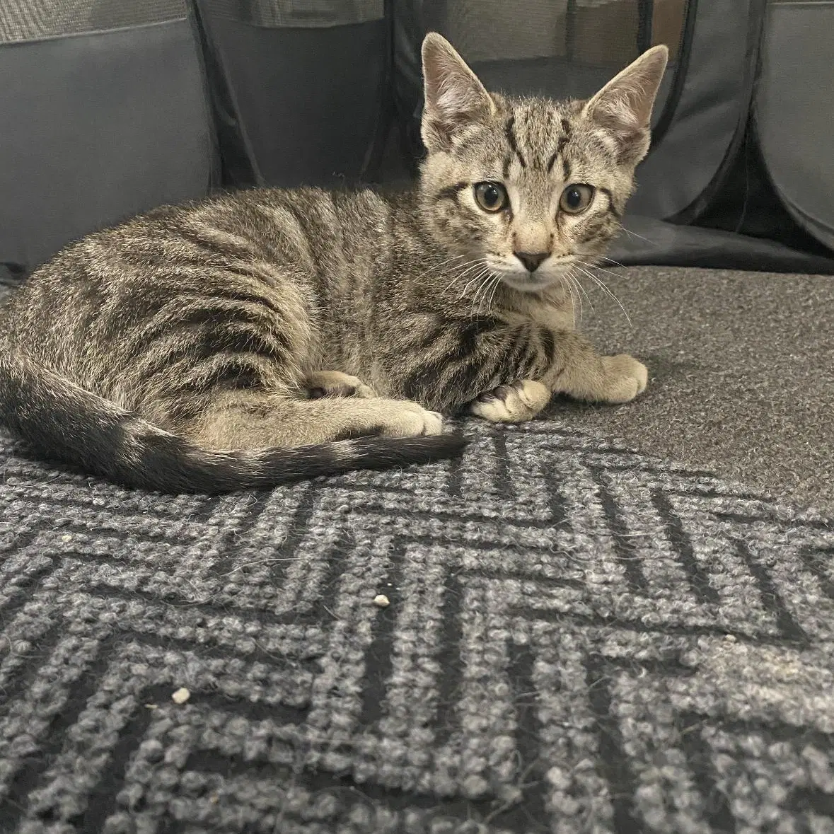 Branzino - Tabby