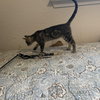 Branzino - Photo 5