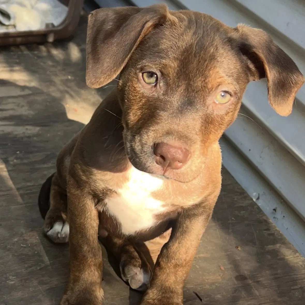 Noah - cattle dog