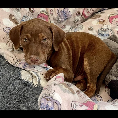 NOAH - Pit Bull Terrier / Labrador Retriever available for adoption
