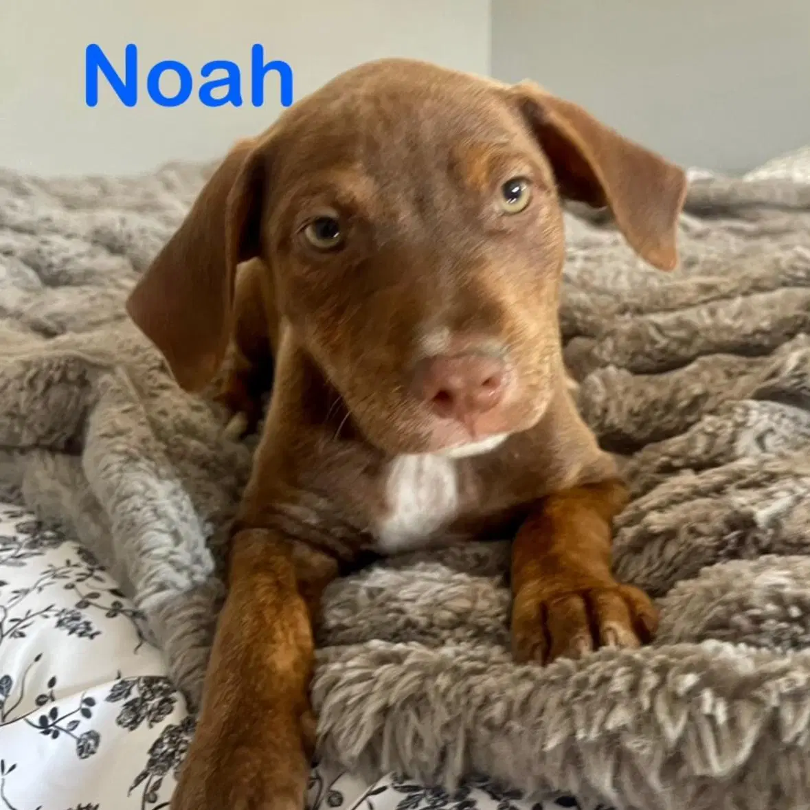 Noah image 3