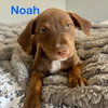 Noah - Photo 3