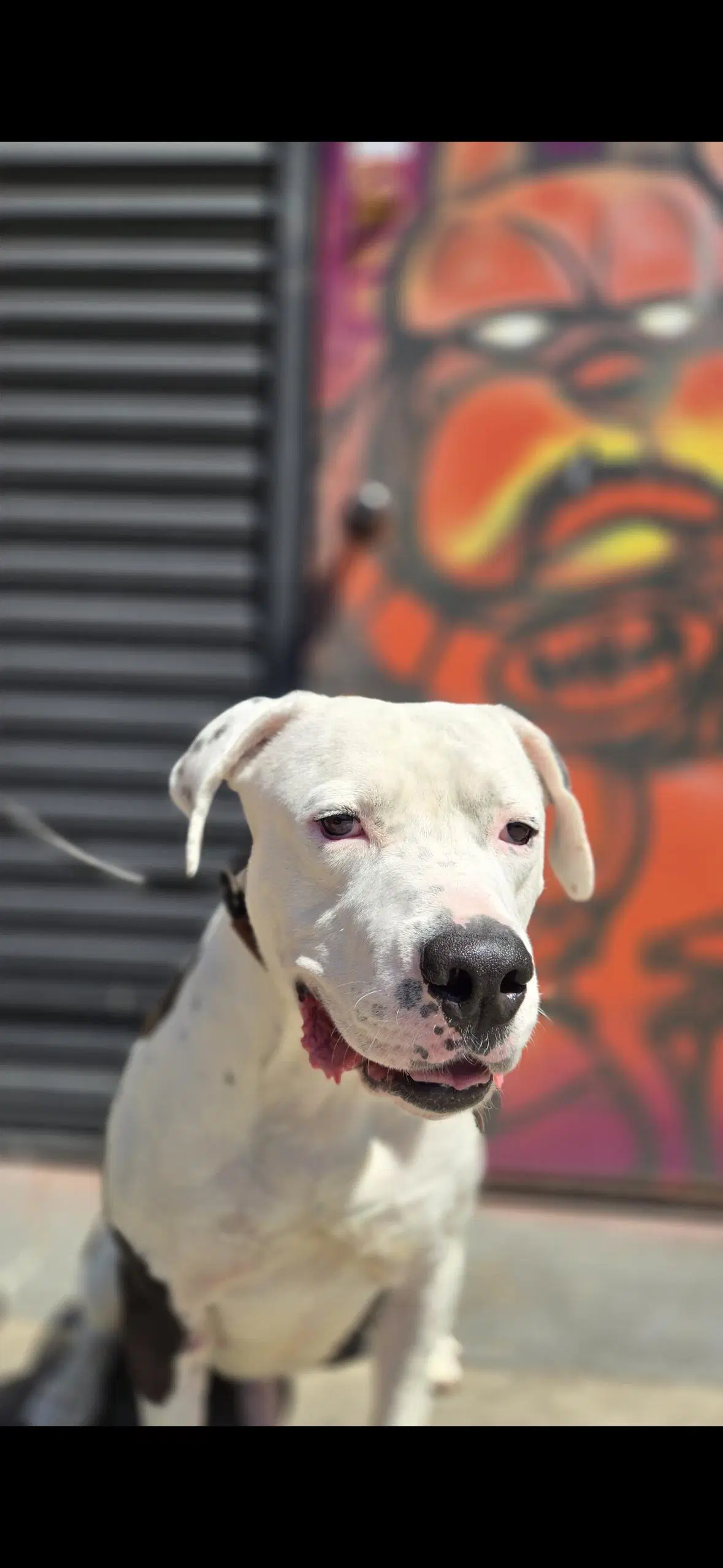 Pluto - American Bulldog