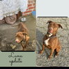 Luna - Photo 2
