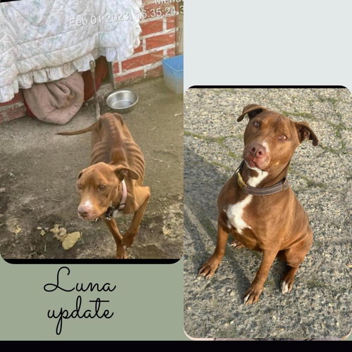 LUNA - Pit Bull Terrier available for adoption