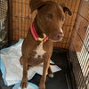 Luna - Photo 3