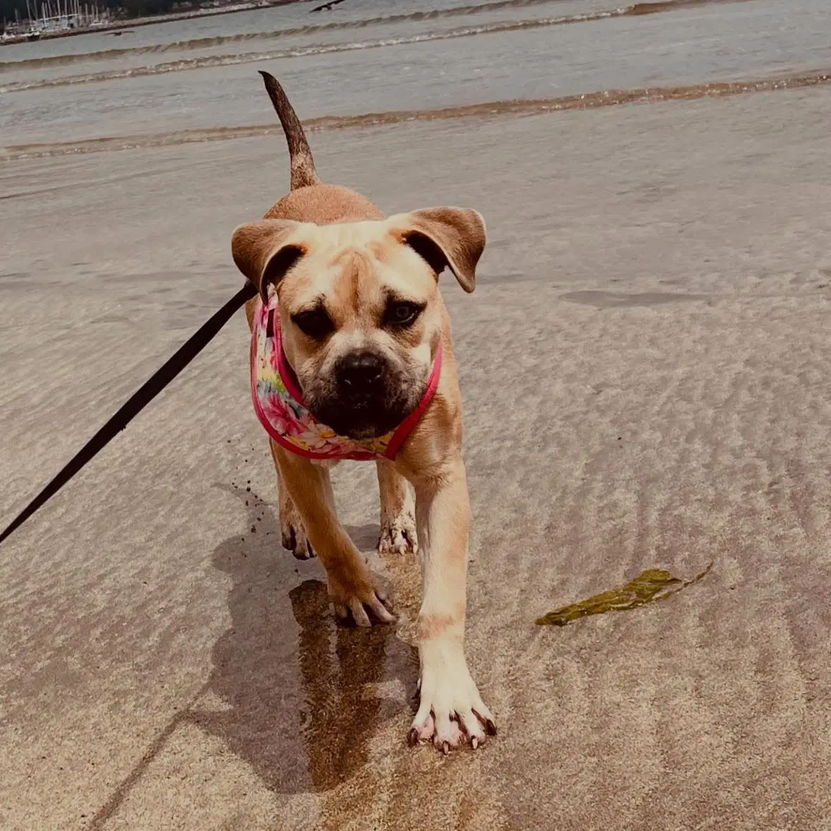 Bindi - Old English Bulldog