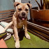 Bindi - Photo 6