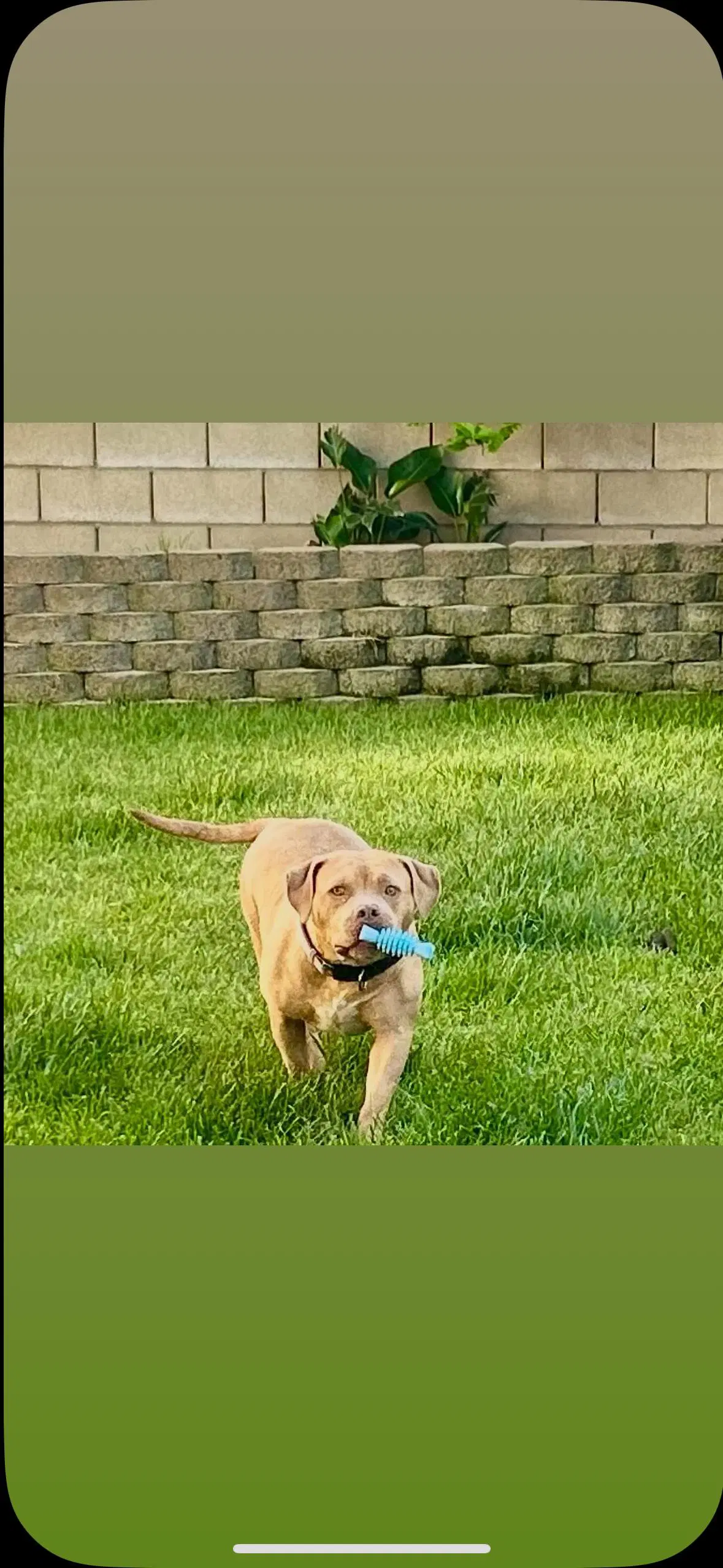 Indie - Pit Bull Terrier