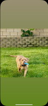 Indie - Photo 1