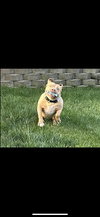 Indie - Photo 4