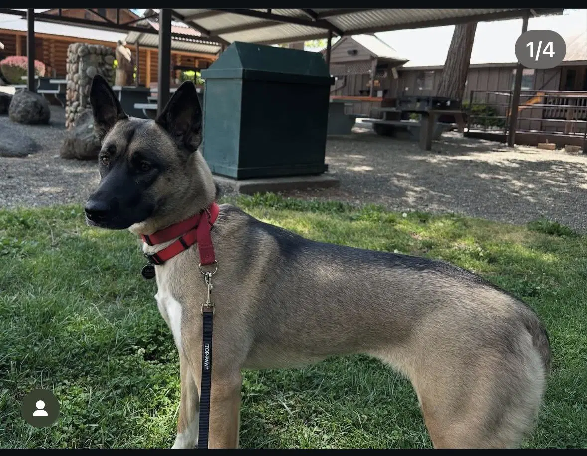 Ollie - German Shepherd Dog