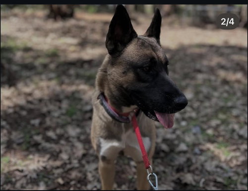 OLLIE - German Shepherd Dog available for adoption