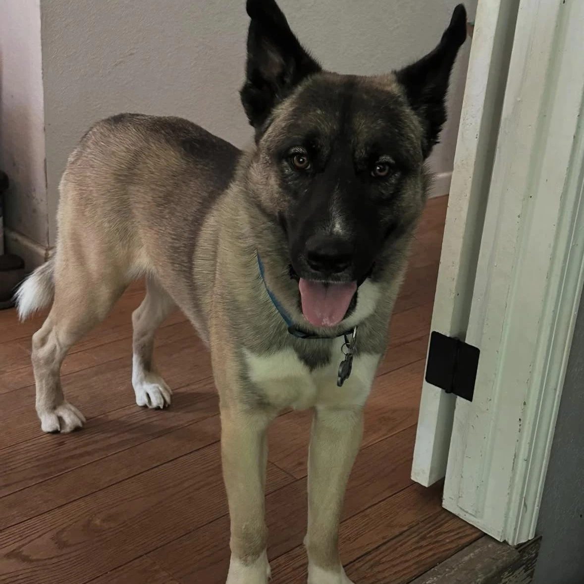 Arlo