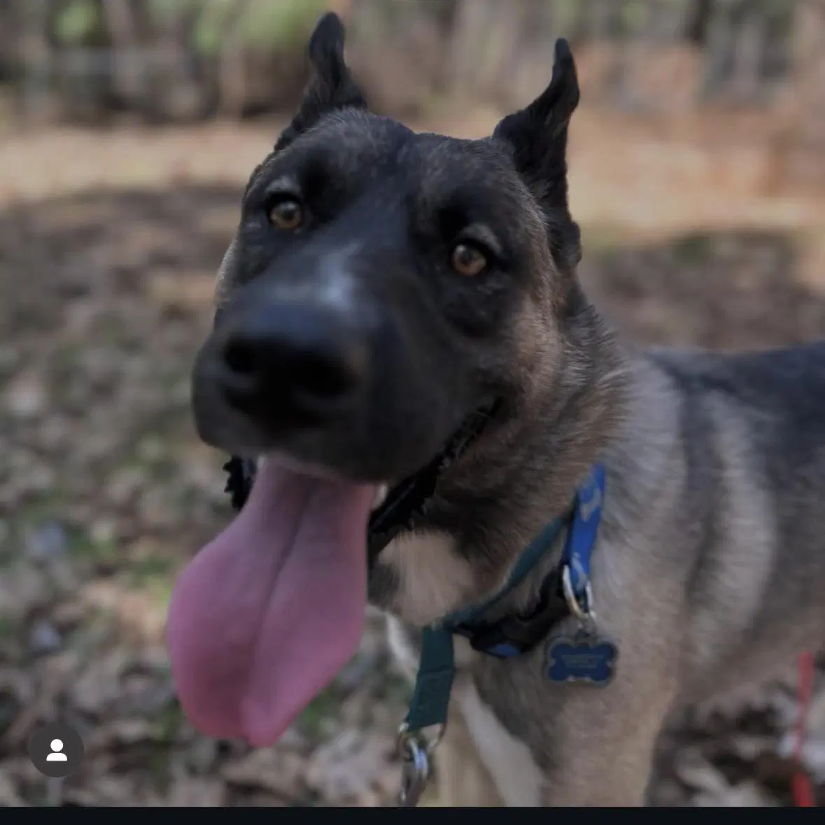 Arlo image 2