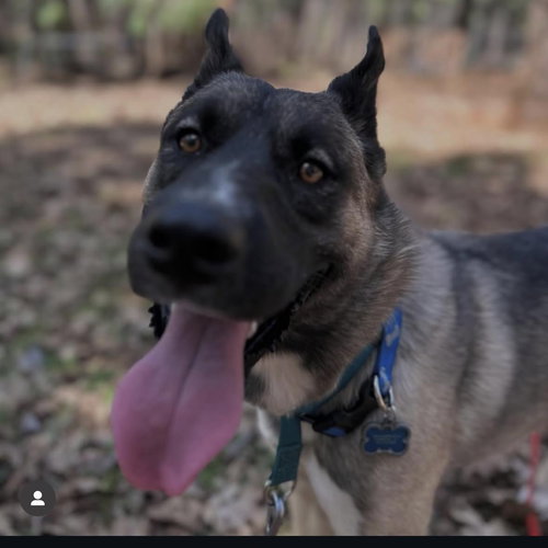 ARLO - German Shepherd Dog available for adoption