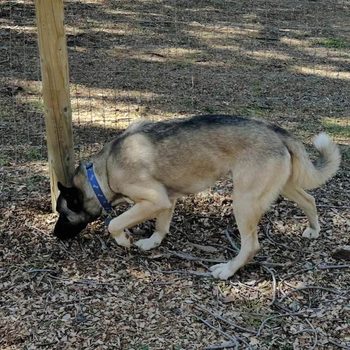 Arlo image 3