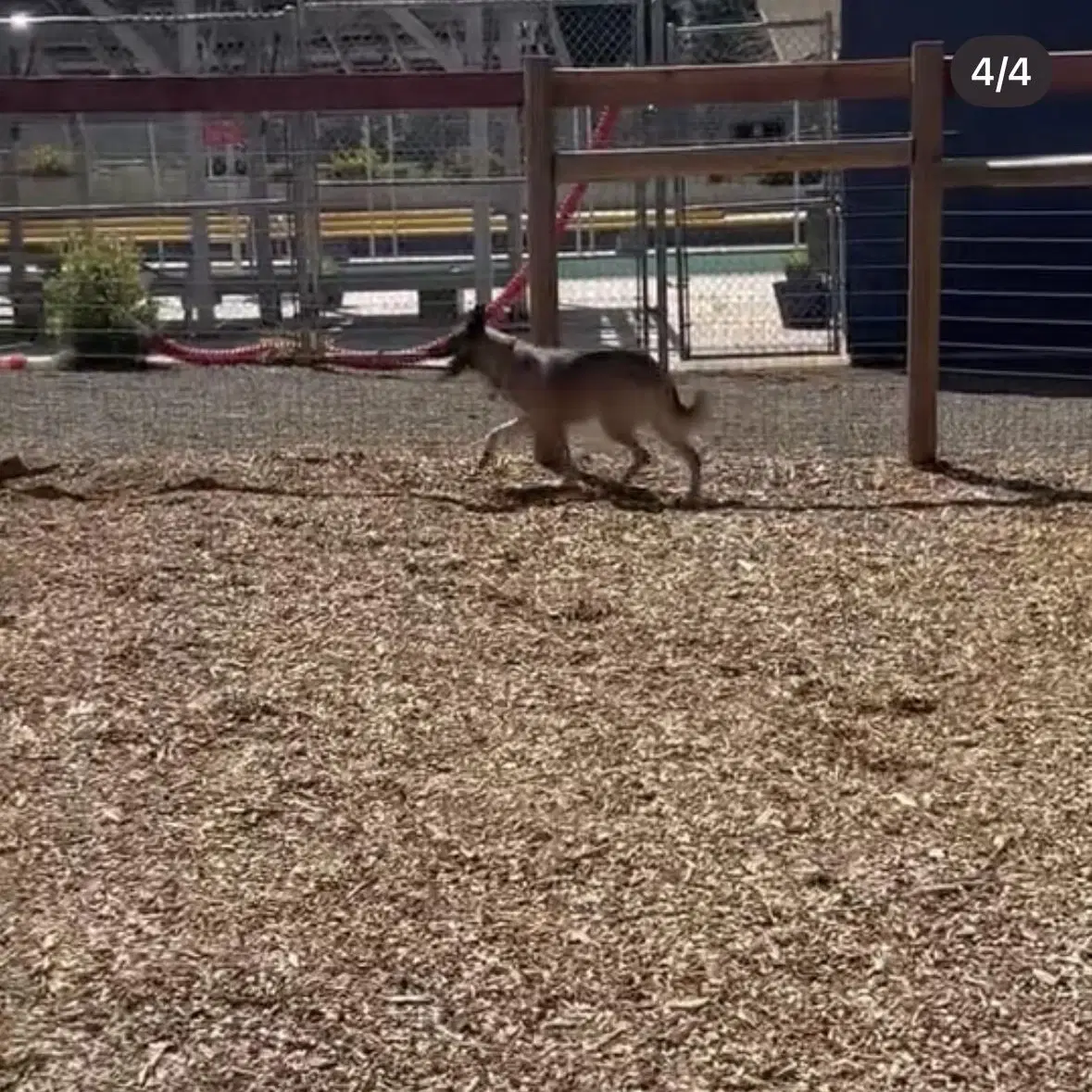 Arlo image 4