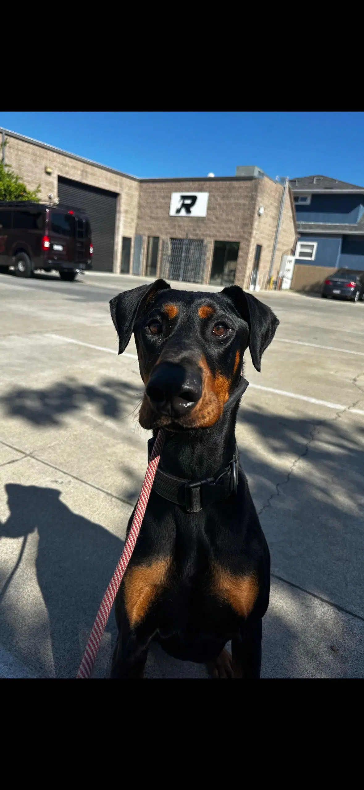 Deebo - Doberman Pinscher