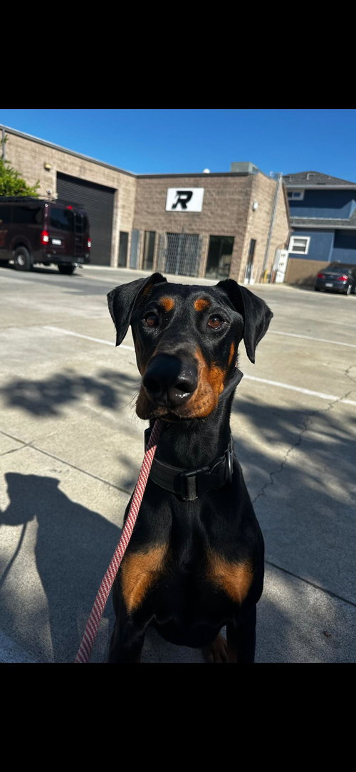 picture of the dog needing adoption