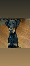 Deebo - Photo 4