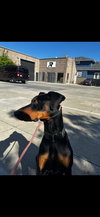 Deebo - Photo 5