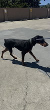 Deebo - Photo 6