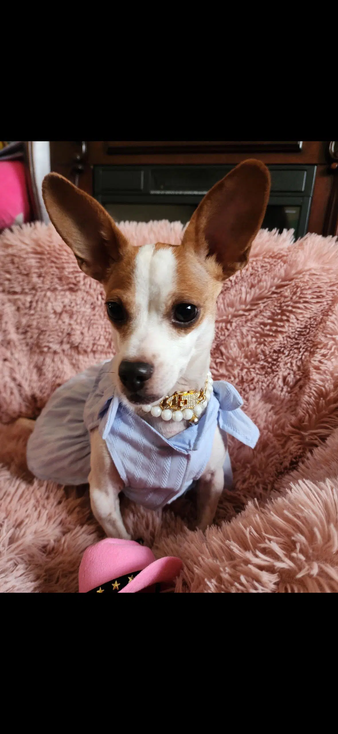 Bliss - Chihuahua
