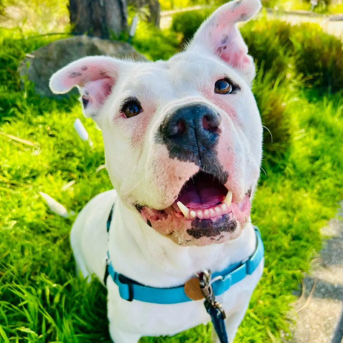 Sundae - Pit Bull Terrier