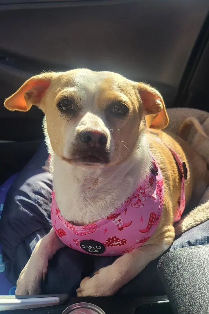 Bonnie - Chihuahua
