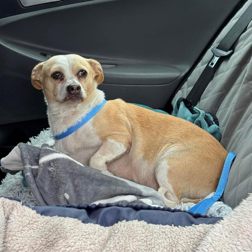 BONNIE - Chihuahua / Terrier available for adoption