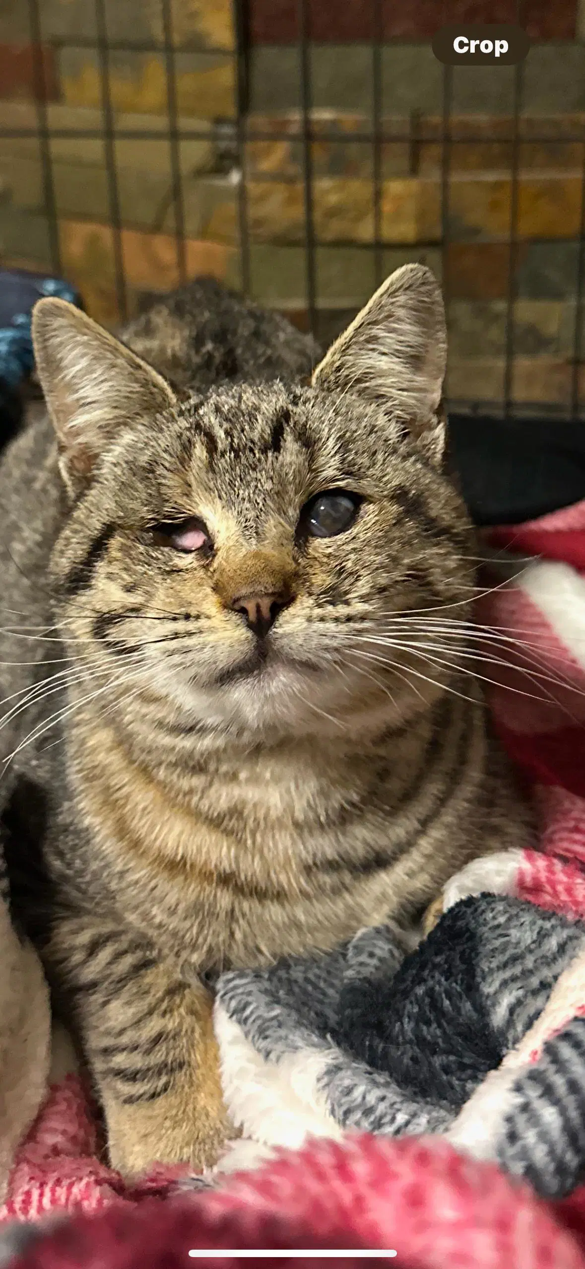 Kitty - Domestic Short Hair