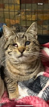 Kitty - Photo 1