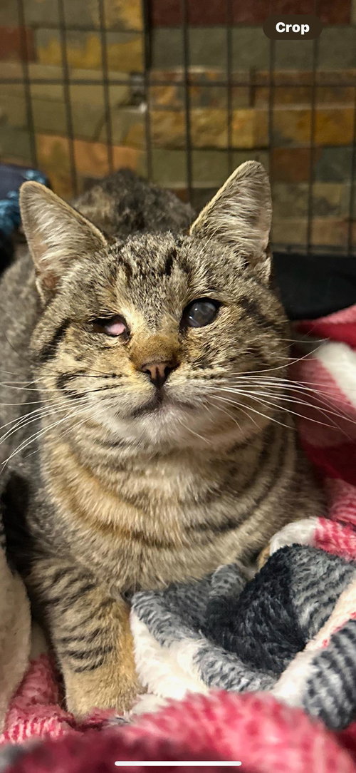 KITTY - Domestic Short Hair available for adoption