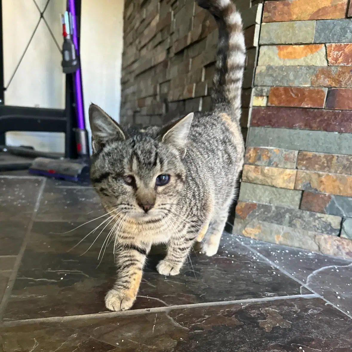 Kitty image 2