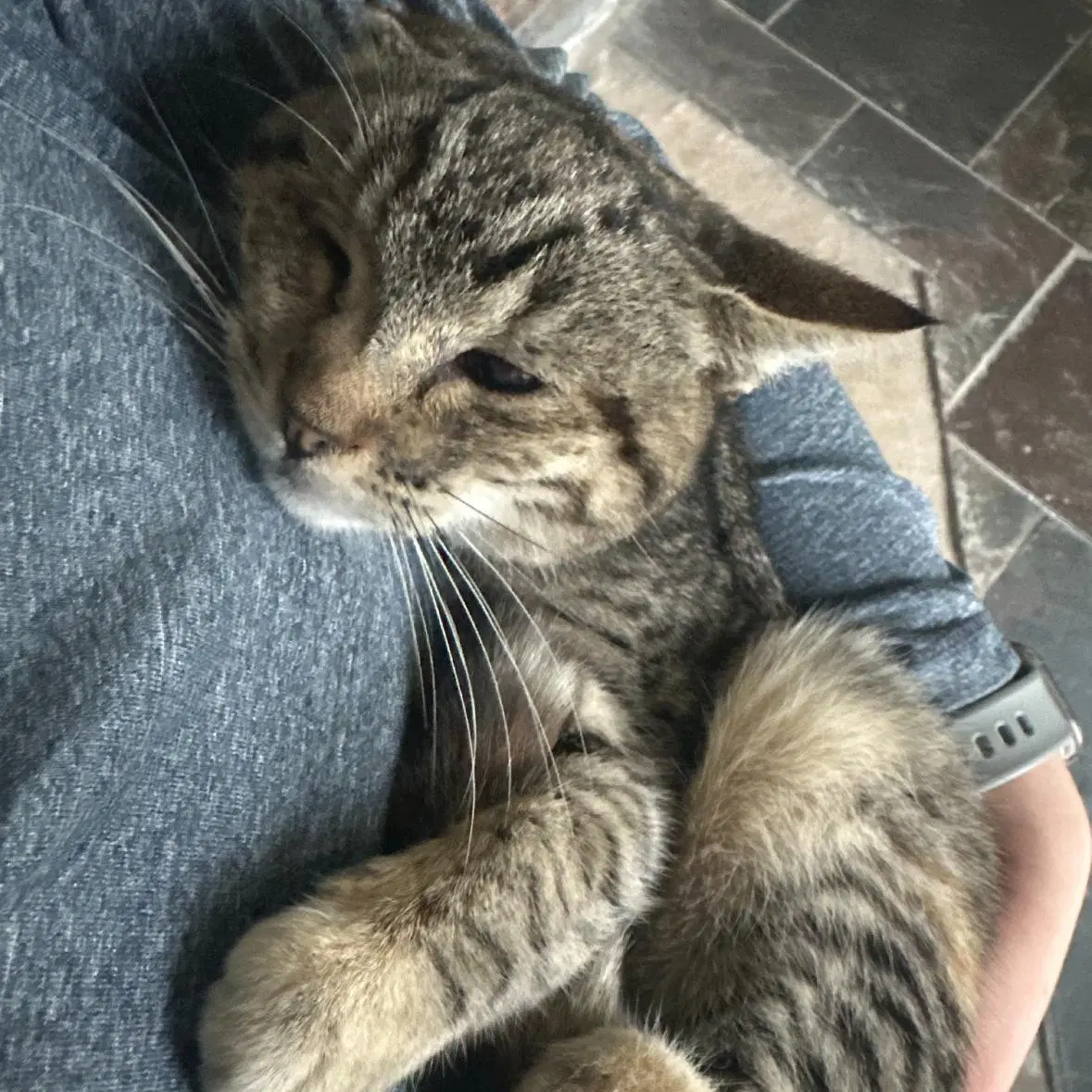 Kitty image 3