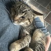 Kitty - Photo 3