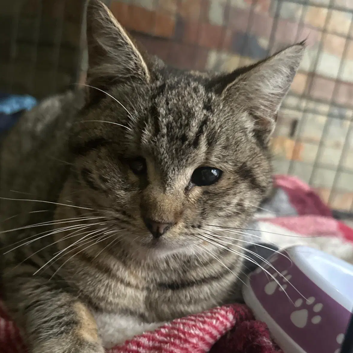 Kitty image 4